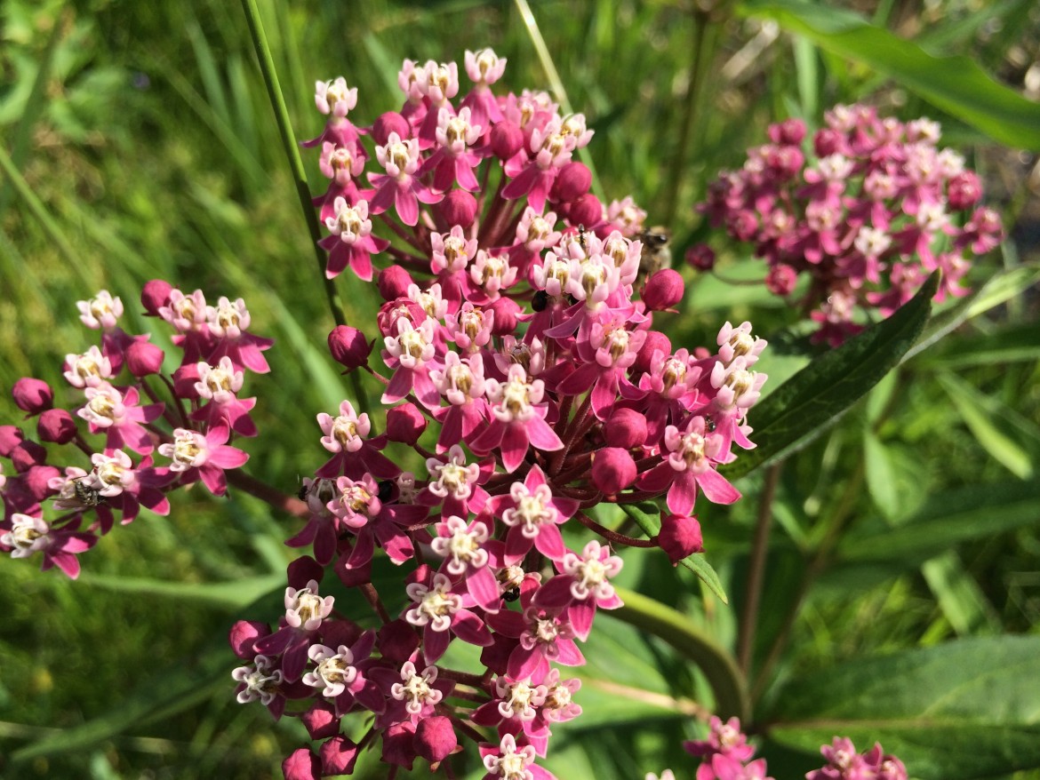 Best Milkweeds For Monarchs Milkweed Journal