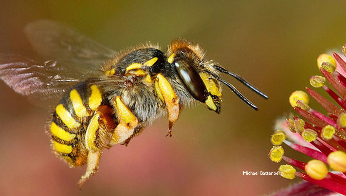 wool carder bee, photo by Michael Battenberg