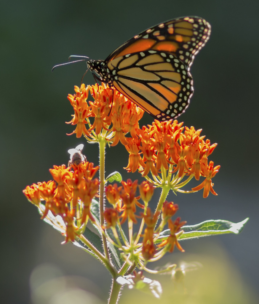 Monarch butterfly and butterflyweed