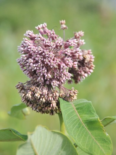 Best Milkweeds For Monarchs Milkweed Journal