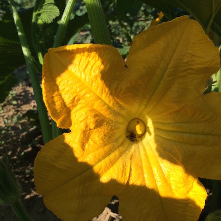A squash bee crawls deep into a pumpkin blossom to gather pollen and nectar.