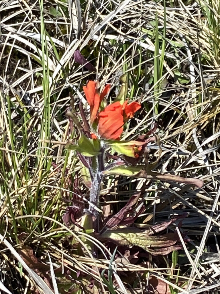 Indian paintbrush, also known as scarlet paintbrush and scarlet painted cup