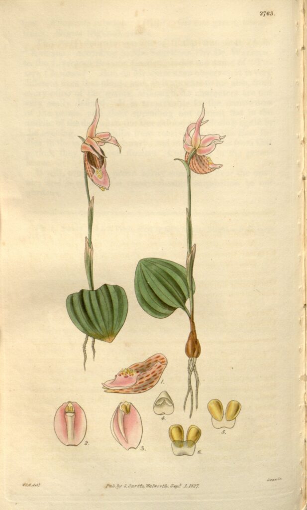 Illustration of Calypso bulbosa (as syn. Calypso borealis) in Curtis's Botanical Magazine vol.54 (N.S. 1) pl. 2763