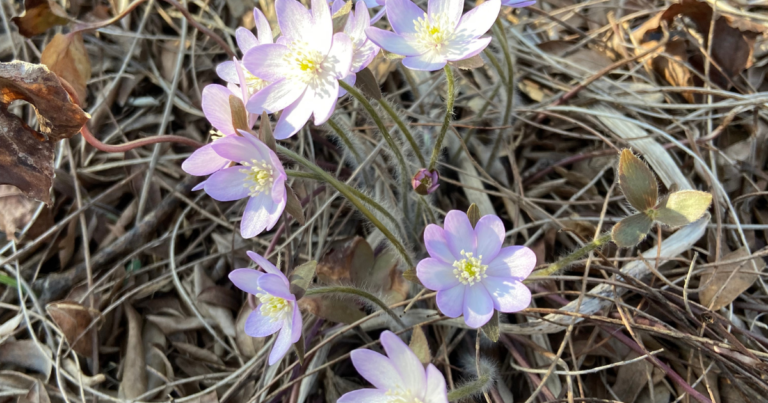 Spring wildflowers emerge amid the leaves | Milkweed Journal