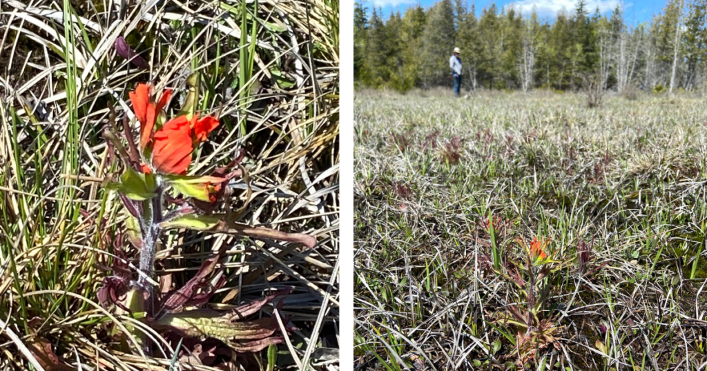 Indian paintbrush just beginning to emerge on the Carden Alvar in early May.