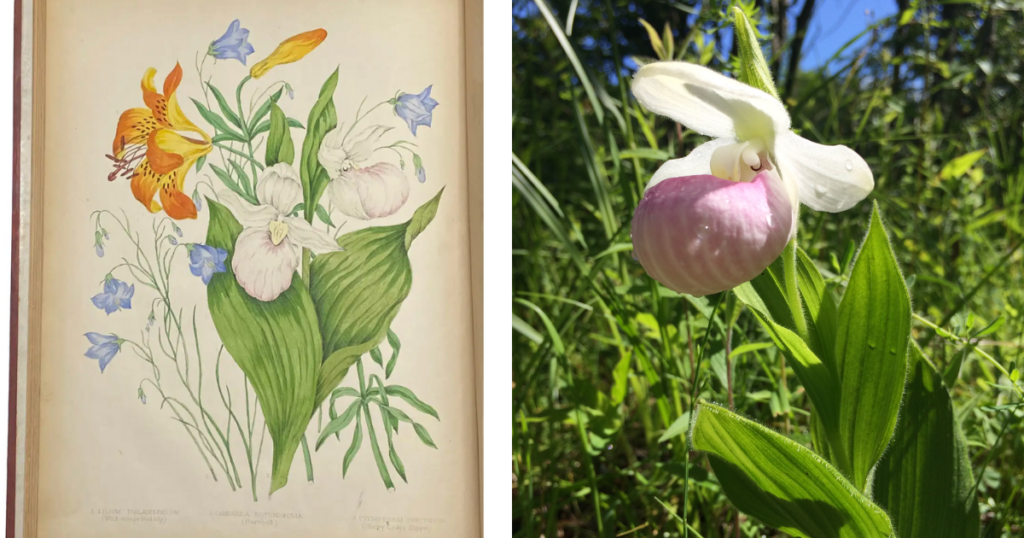 Illustration featuring Showy Lady's Slipper by Agnes FitzGibbon from Canadian Wild Flowers, published in 1868 (left). Image of Show Lady's Slipper by Stacey Curry Gunn (right).