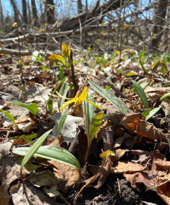 Trout lily, Carden Alvar, Ontario, May 2023