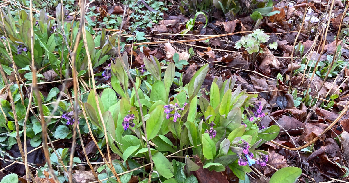 Spring wildflowers emerge amid the leaves | Milkweed Journal