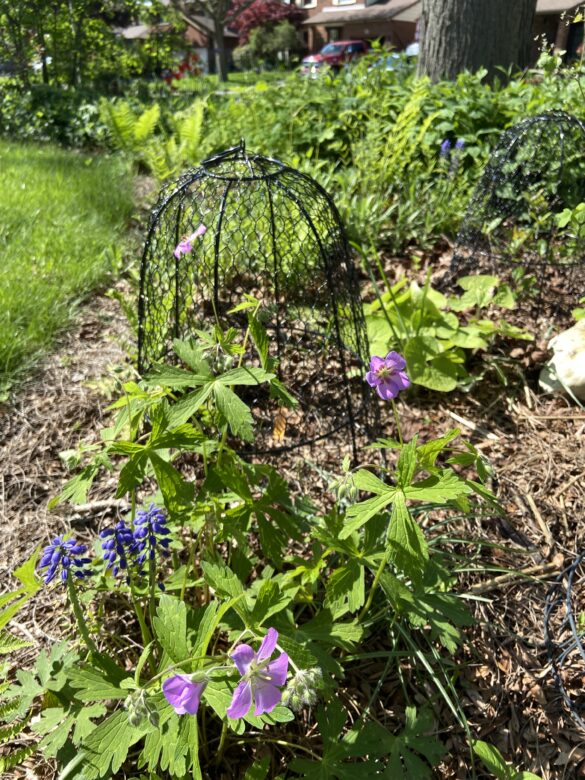 Wire garden cloche protecting black chokeberry bush