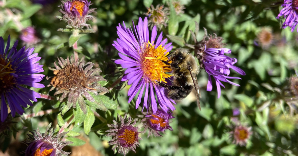 New England aster with bee