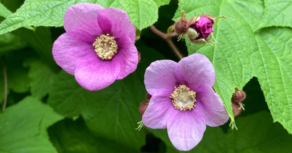 Purple flowering raspberry (Rubus odoratus)
