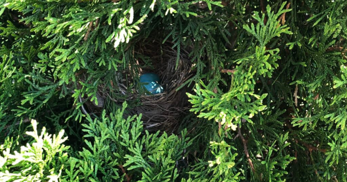 Robin's nest in cedar tree