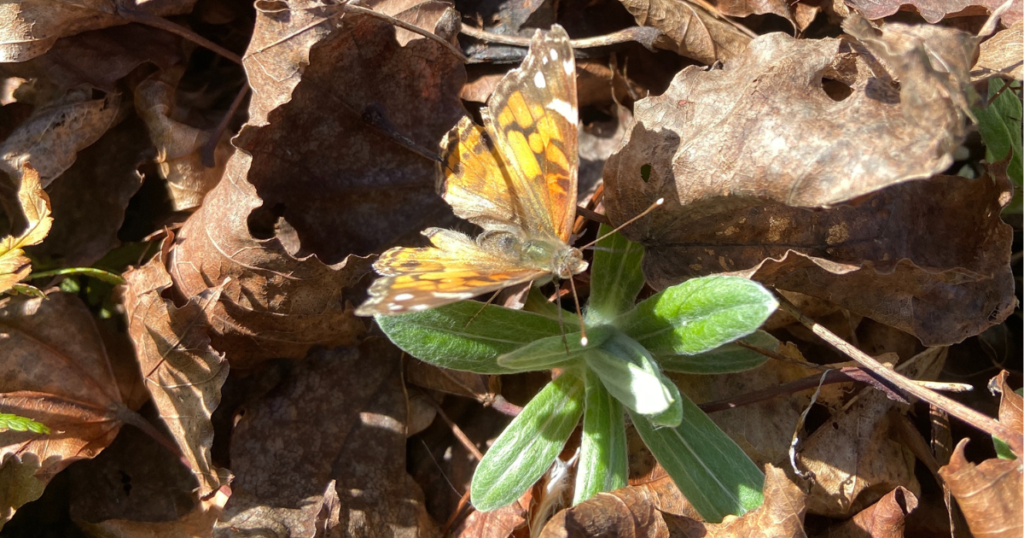 American lady butterfly on pearly everlasting leaves.