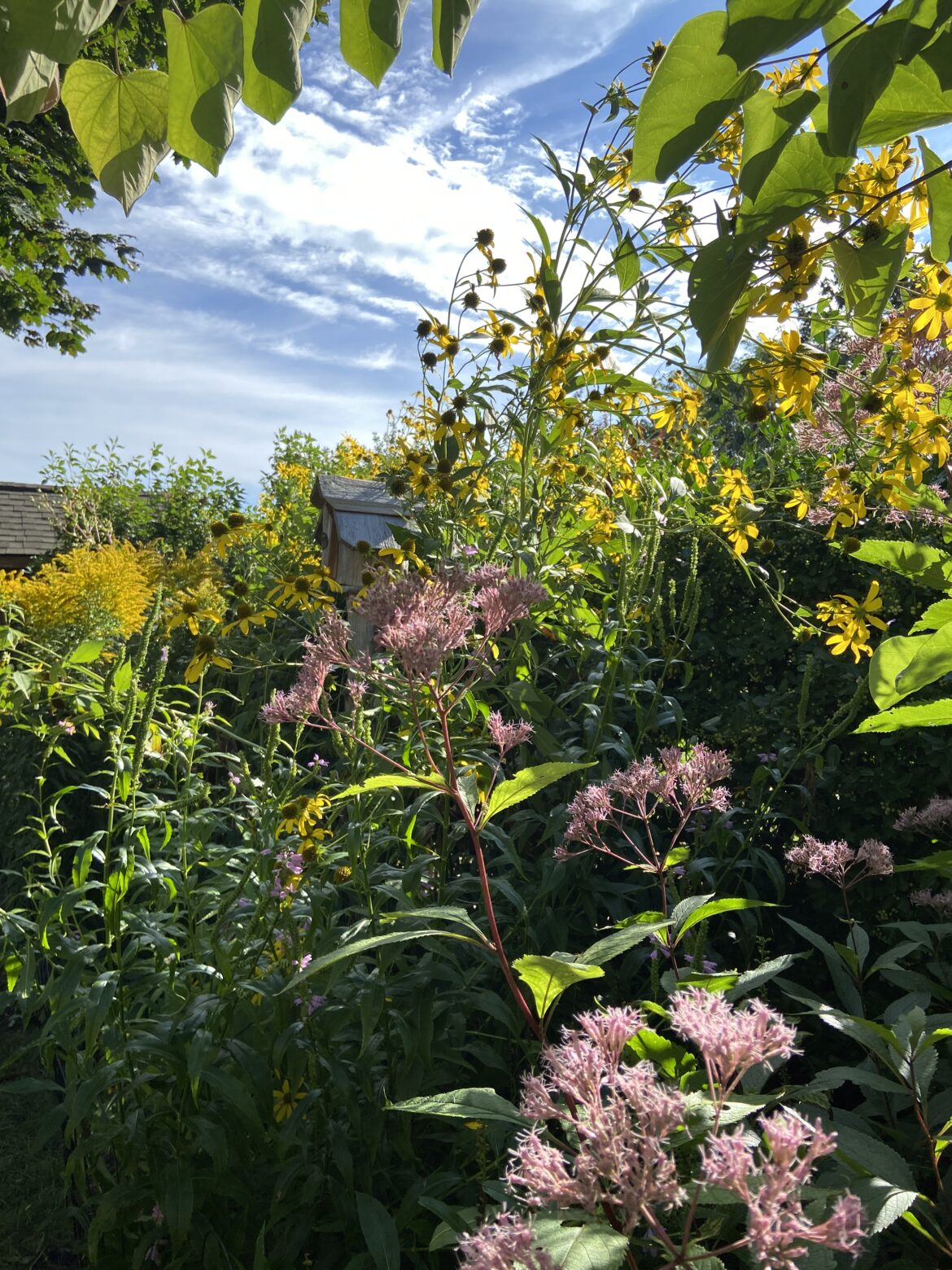 Native plants: Joe Pye Weed, Cutleaf coneflower and Canada goldenrod