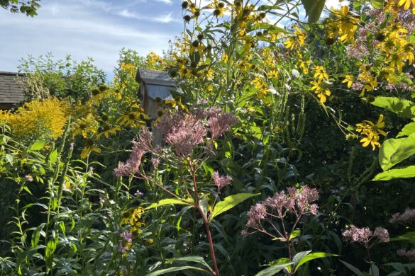 Native plants: Joe Pye Weed, Cutleaf coneflower and Canada goldenrod