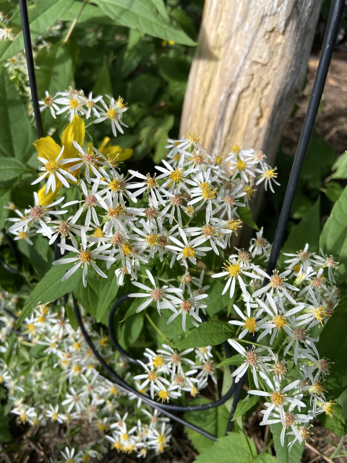 White wood aster copyright Milkweed Journal