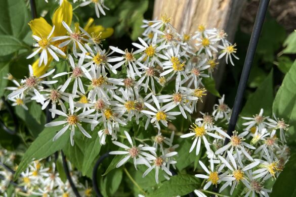 White wood aster copyright Milkweed Journal