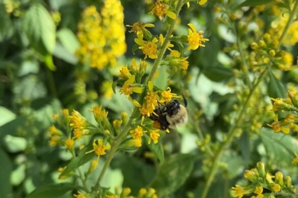 Zigzag goldenrod, copyright Milkweed Journal