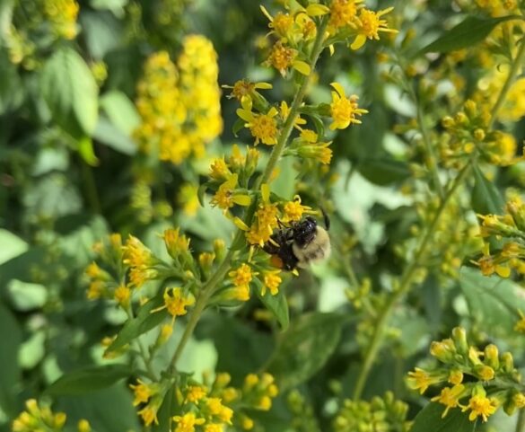 Zigzag goldenrod, copyright Milkweed Journal