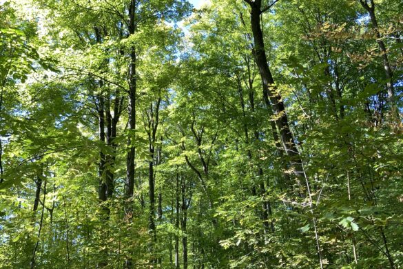 Rattlesnake Point Ontario